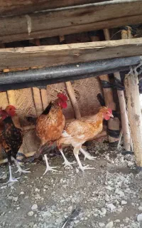 فروش هشتبندی