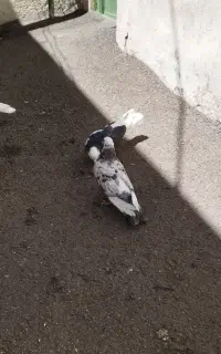 کبوتر
