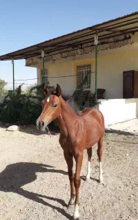 اسب یک ساله عرب مصری