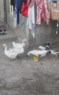 شش عدد غاز نرو ماده