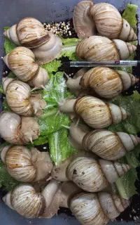 حلزون آلبینو