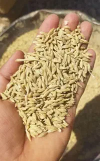 جو خارجی *روس*