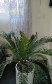 گل سیکاس