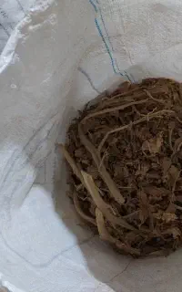 تنباکو بنیاد