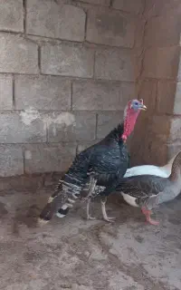 یک جفت بوقلمون و یک جفت غاز