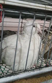 بلدرچین