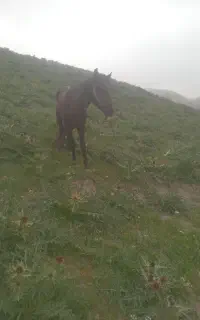 فروش نریان سواری عالی