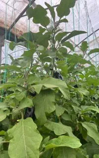 مشاوره باغ باغچه گلخانه فضای سبز