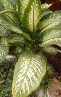 گل طبیعی برای فروش