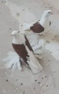 کبوتر ملایر