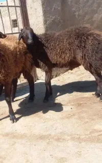 بره قوچ همو