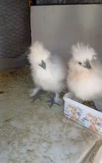 جوجه ابریشمی