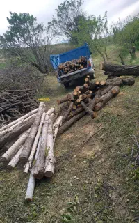 خرید انواع چوب کشاورز