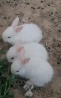 خرگوش سفید