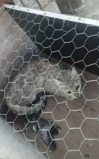 تله گربه کبوتر بازا