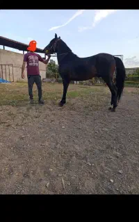 اسب