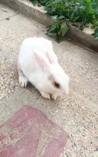 خرگوش