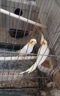 عروس هلندی