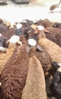 بره سرابی عشایری وکوهی کمچربی زنده
