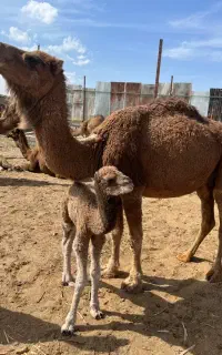 چوپان ، ساربان شتر گوسفند