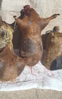 هیزه