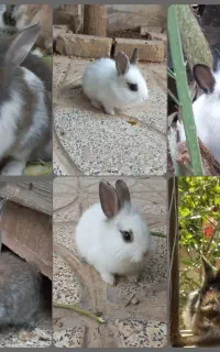 خرگوش
