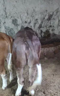 گوساله