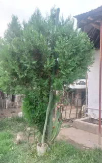 کاکتوس قدی و گلده