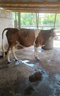گاو سیمینتال