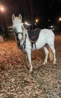 اسب سواری
