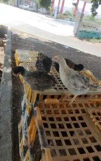 جوجه محلی واکسن خورده