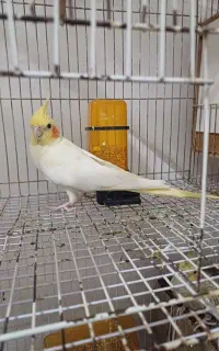 عروس هلندی گم شده