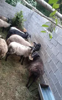 گوسفند رومانوف