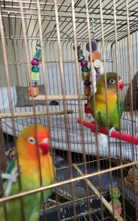 جفت کوتوله مولد نژاد فیشر