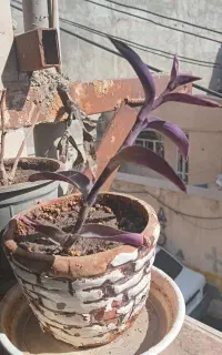 گل و گیاه آپارتمانی