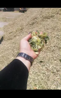 فروش فوری ذرت علوفه بسته بندی