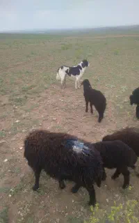 سگ گله نز