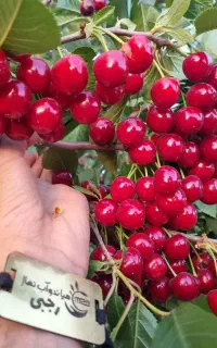توزیع نهال البالو مجار گلدانی