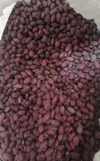 لوبیا قرمز