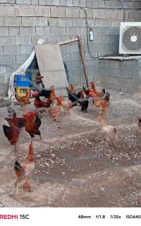 مرغ