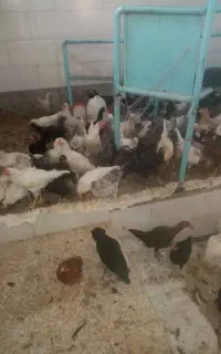 100 عدد خروس
