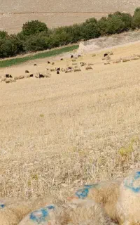 گوسفندبره زی دوکت میگیرم مال آدم حلال