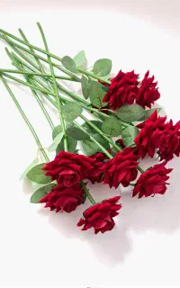 شاخه گل رز مخمل عمده کارتن  ۵۰ تایی و ۱۰۰تایی