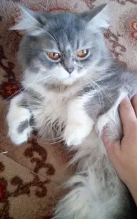 گربه پرشین