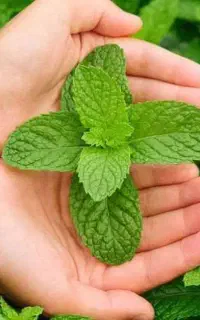 کار در خانه برای بانوان