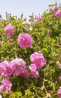 فروش گل محمدی و غنچه تازه
