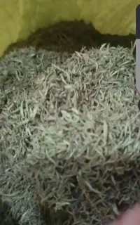 آویشن برگ سوزنی