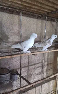 کبوتر کفتر
