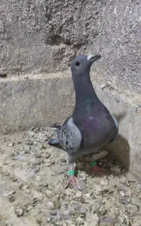 کفتر جوانه پولکی