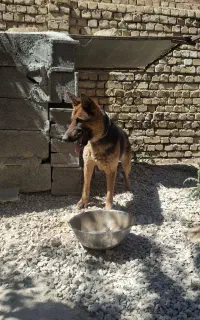 سگ ژرمن ماده اصیل